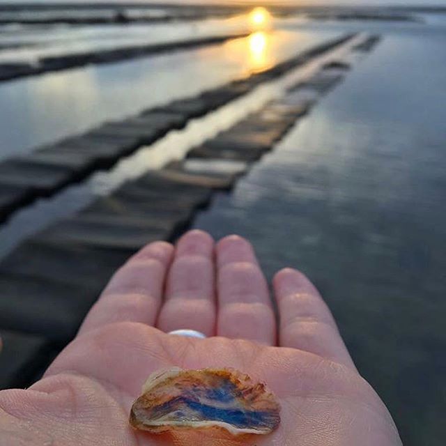 "It's hard work, but the best kind of hard." | The Story of Moon Shoal Oysters