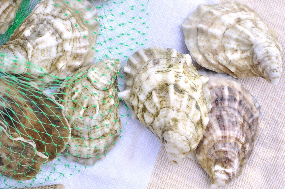 What Does “Phenotype” Mean for an Oyster? Lady Oyster