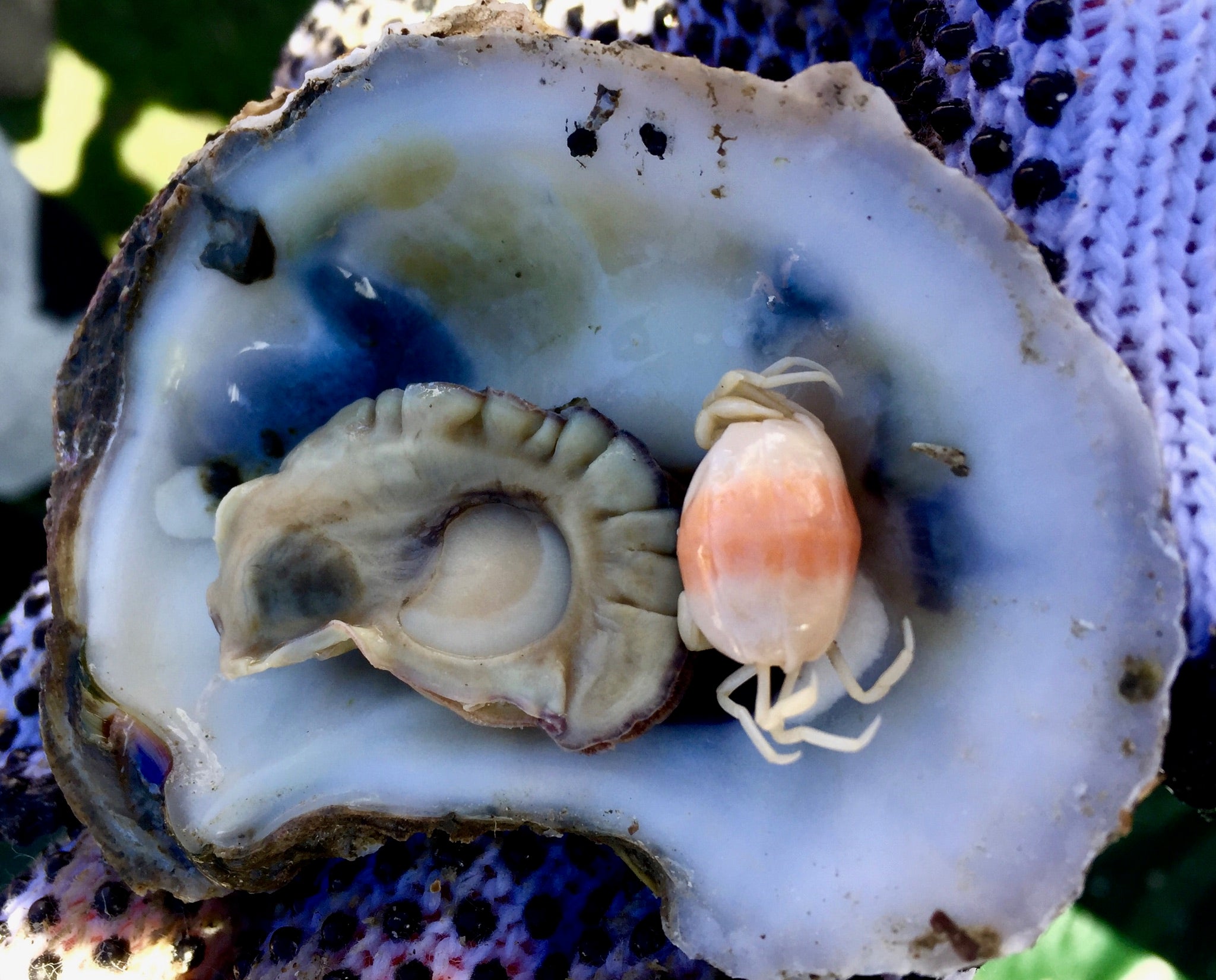 Lowcountry Oyster Festival, Charleston, SC