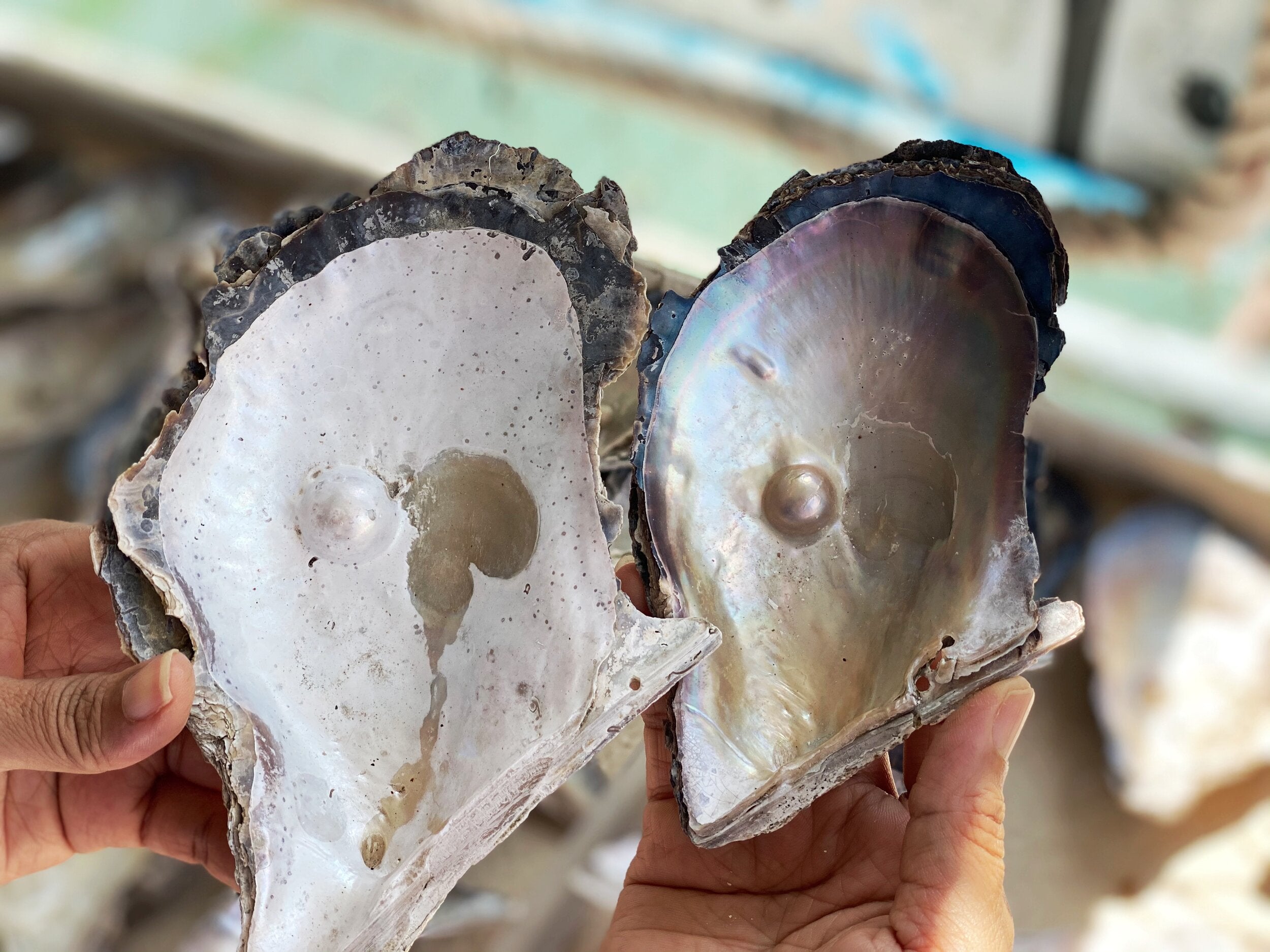 The Lustrous Life of Pearls: Thailand’s World Inside the Oyster