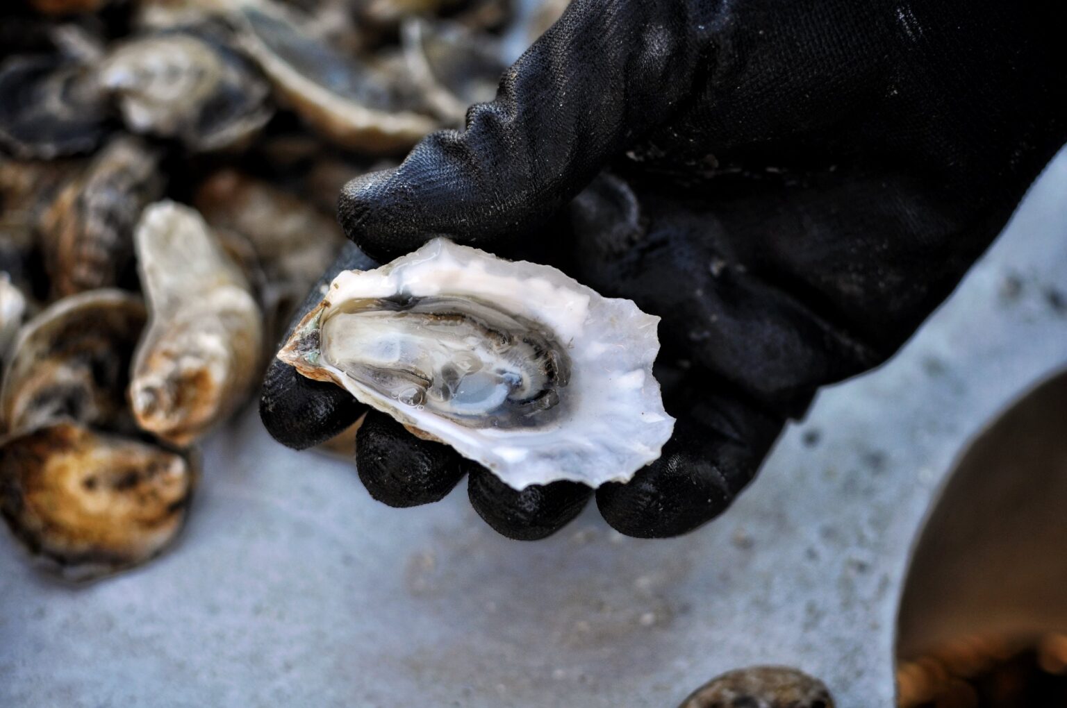 Florida’s Oyster Bay | A Neighborhood on the Water