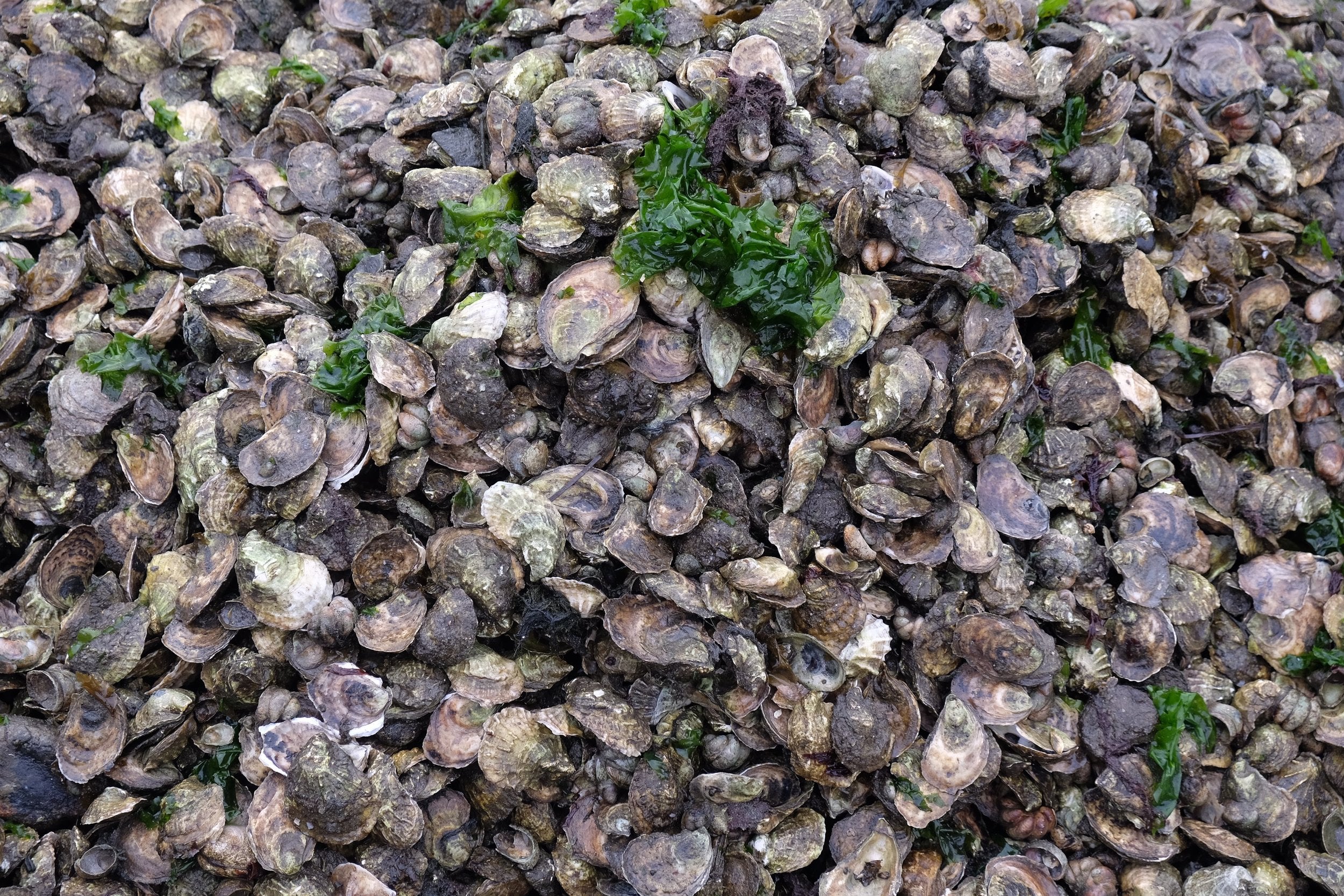 The Story of Mystic Oysters