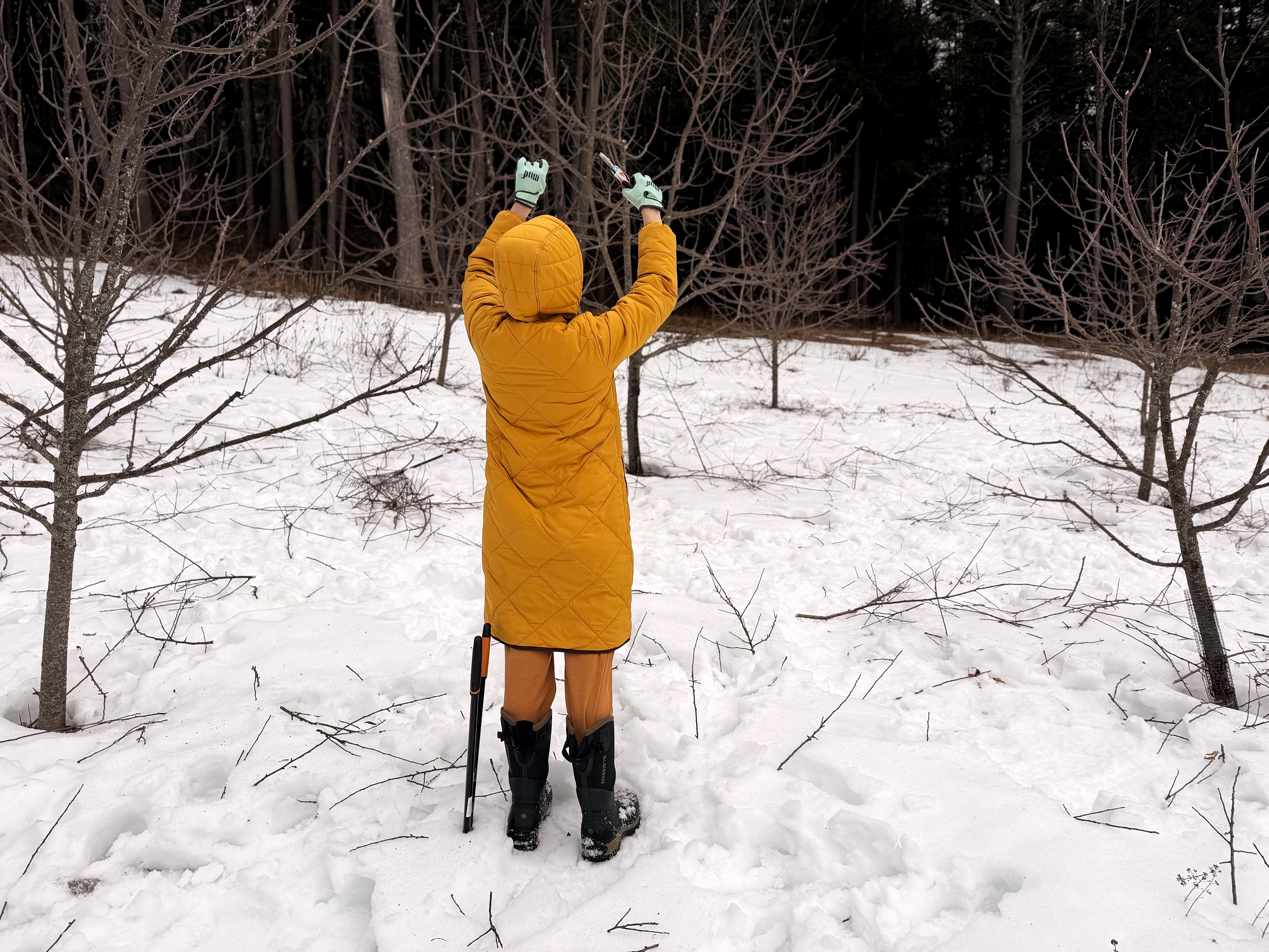 Pruning in March | The Blog