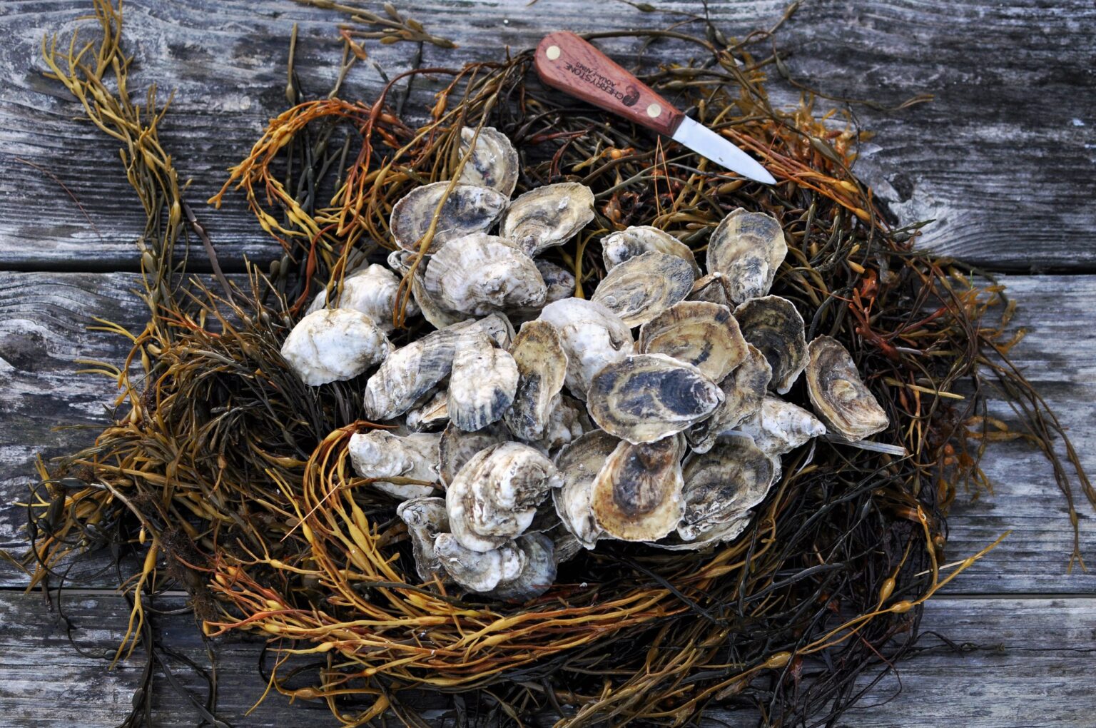 Chunus and Misty Points | The Two Finest “Oyster Sisters” on Virginia’s Eastern Shore