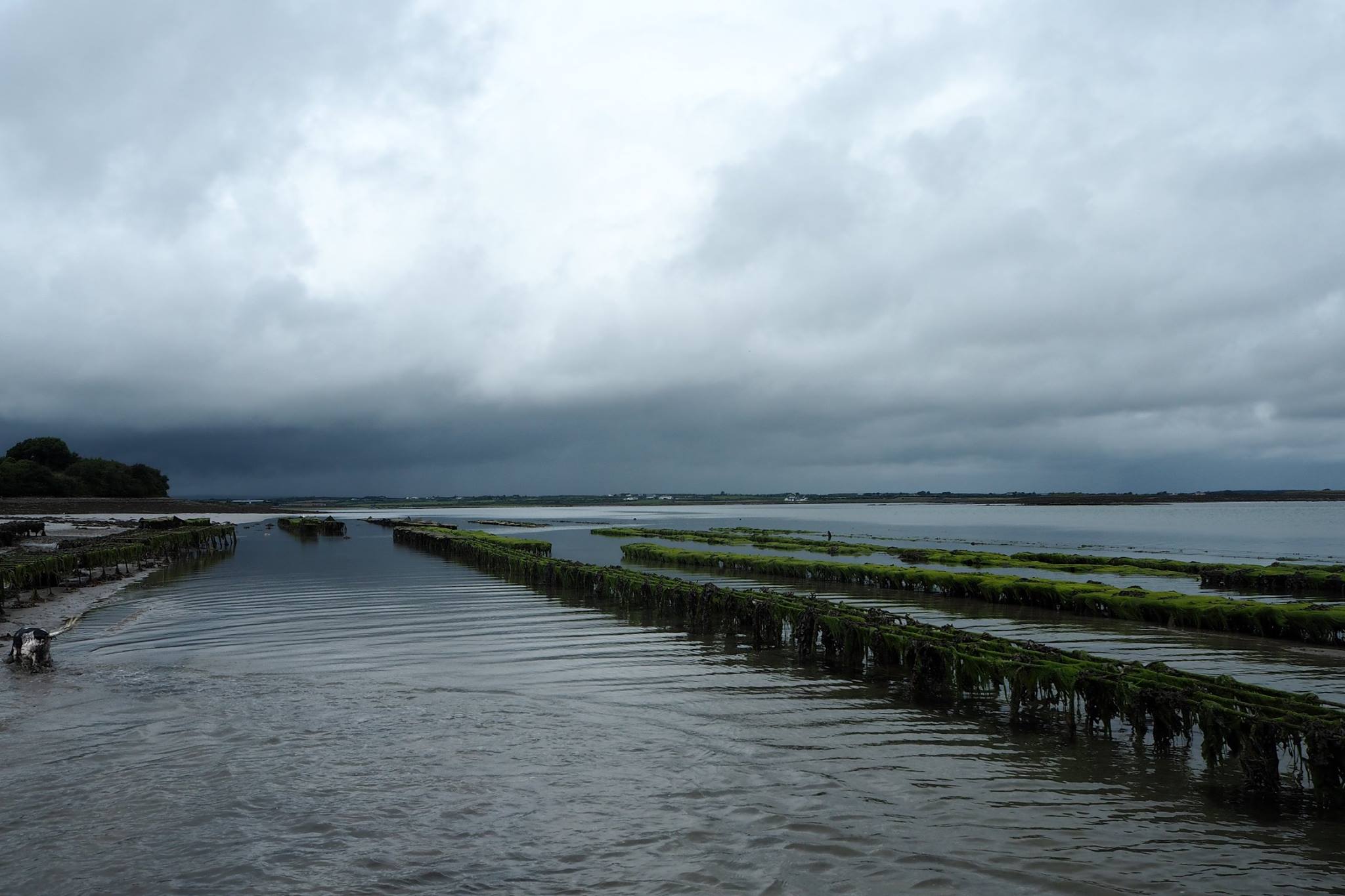 An Irish Family Affair: The Story of Moyasta Oysters