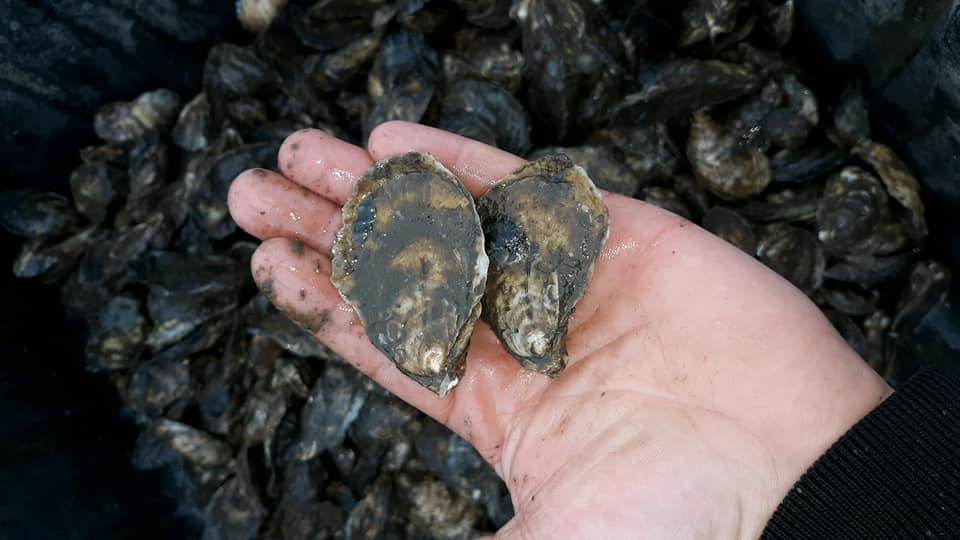Finding Your Path in the Oyster Industry: Nicolette Mariano’s Story of True Grit