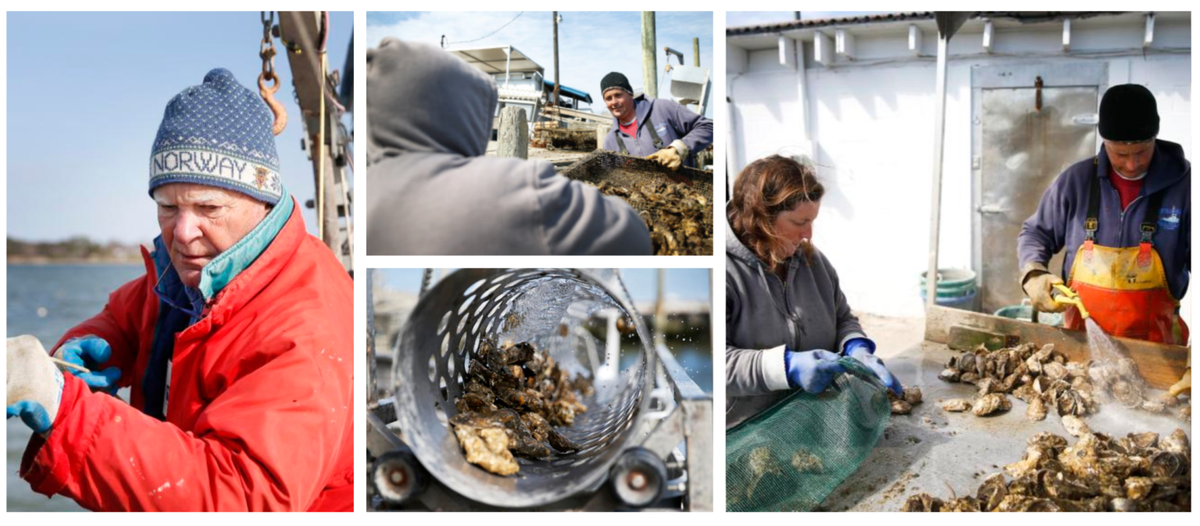 From Bay to Table, the Onliest Way | Lady Oyster